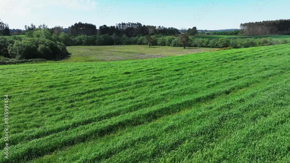 Spring Verdant Nature In The Rural Plains During Daytime. Aerial Pulback Shot Spring Verdant Nature In The Rural Plains During Daytime. Aerial Pulback Shot