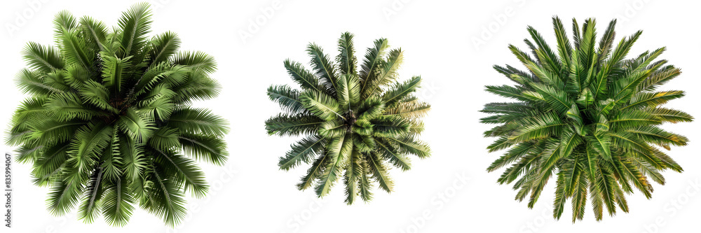 Palm Tree Set Isolated on Transparent or White Background, PNG Palm Tree Set Isolated on Transparent or White Background, PNG