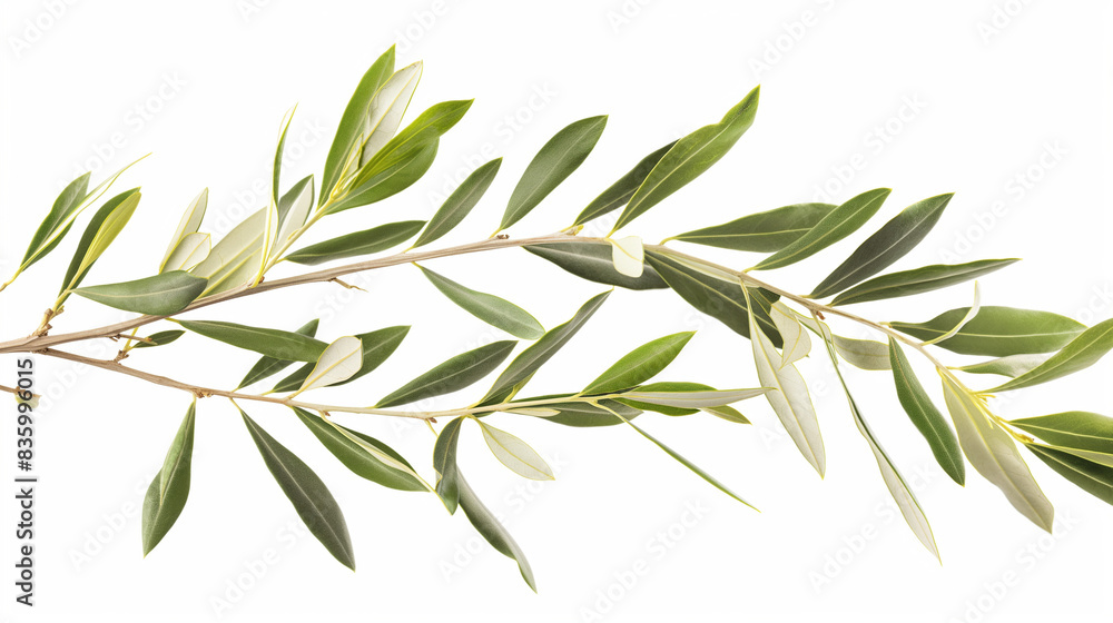 olive tree branch with leaves isolated on a white background, high resolution photography olive tree branch with leaves isolated on a white background, high resolution photography