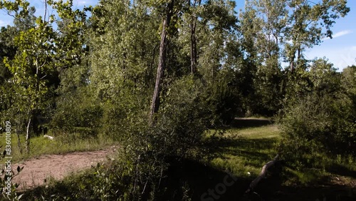 Peaceful Forest Trail Illuminated by Morning Sunlight