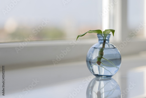 Sprout with long roots in a vase on the windowsill. Dieffenbachia. Selective focus.