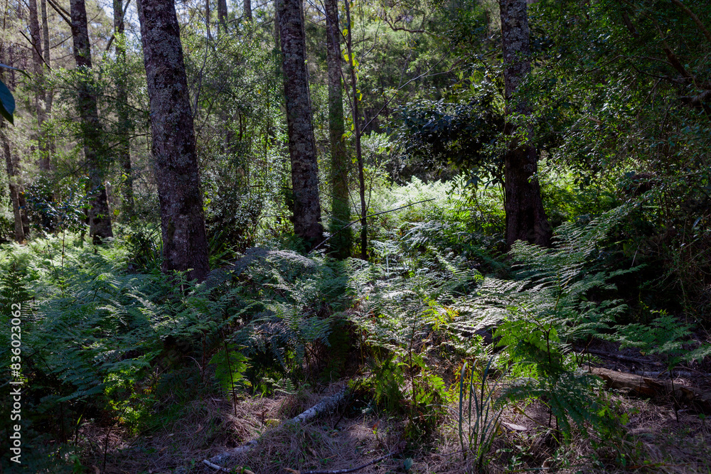 Naklejka premium Kanangra-Boyd National Park, NSW