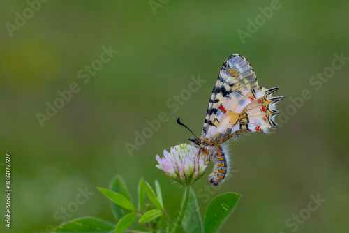 a beautiful butterfly with scallop, Zerynthia deyrollei photo