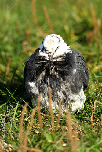 The pigeon is sitting in the grass photo