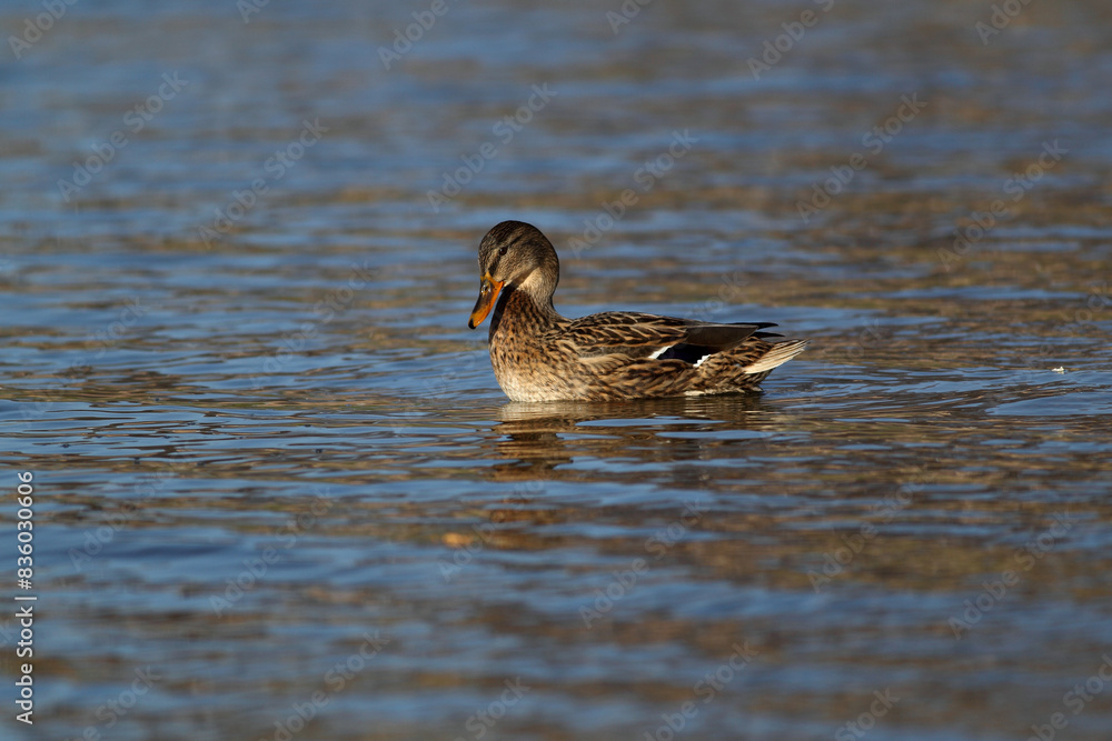 Portrait of a females of duck on the water Portrait of a females of duck on the water