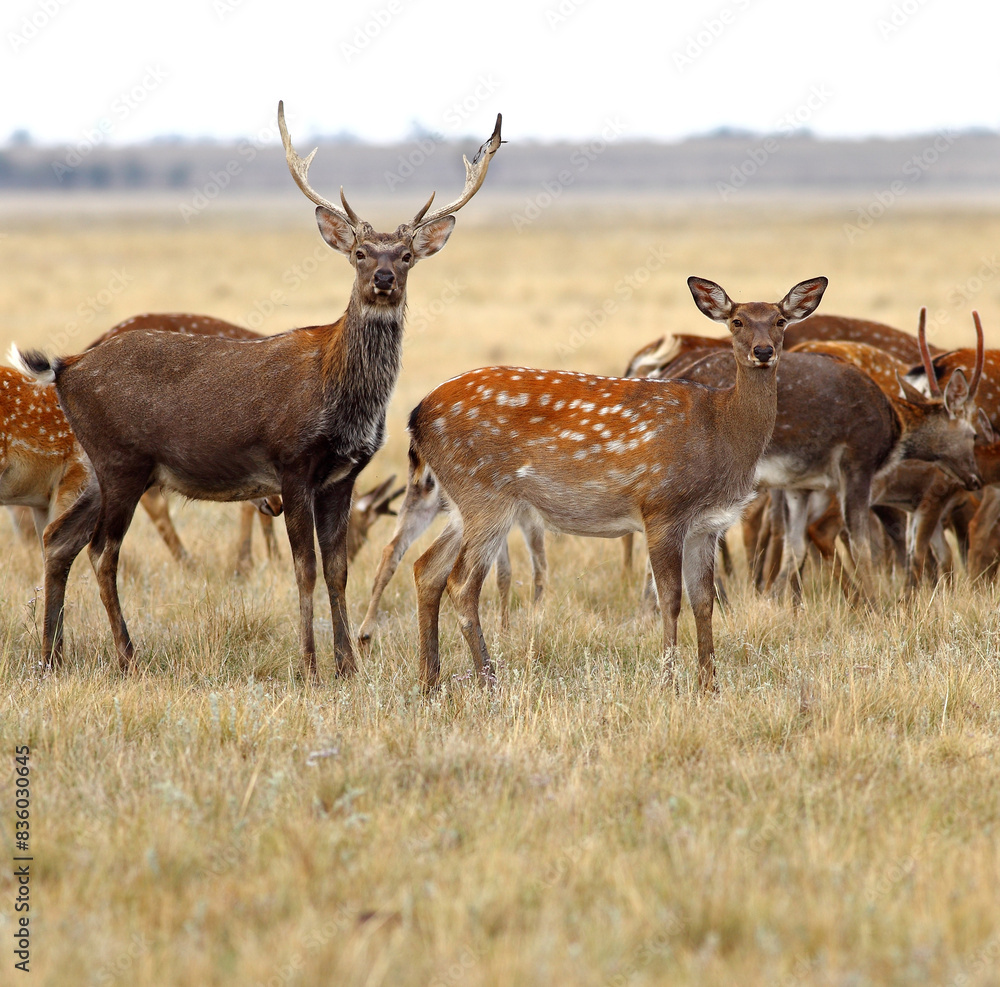 Obraz premium Two deer looking at the camera