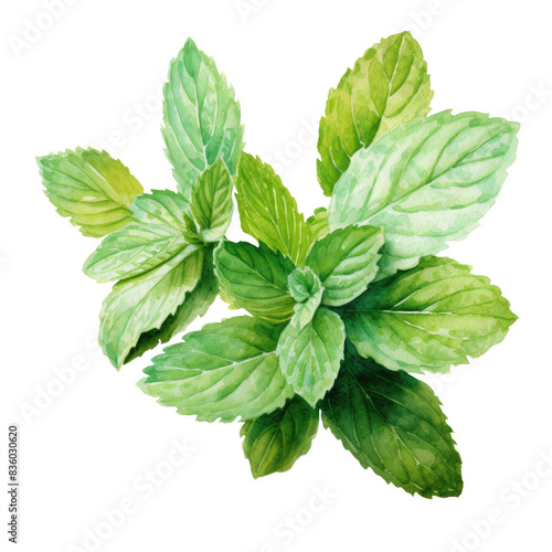 Watercolour Illustration of Vegetable Mint