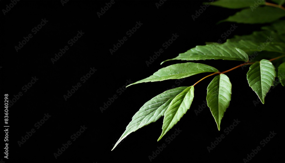 Silhouette Serenity, Leaves Against a Midnight Canvas Silhouette Serenity, Leaves Against a Midnight Canvas