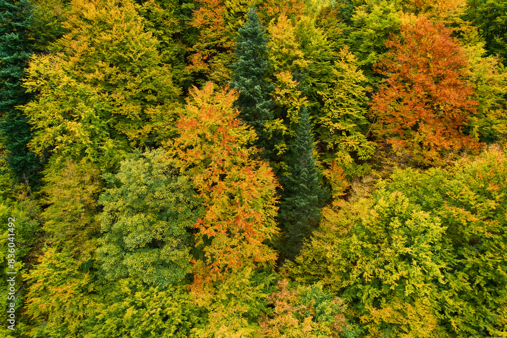 Aerial view of forest in foliage season. Natural green, orange and yellow background. Aerial view of forest in foliage season. Natural green, orange and yellow background.