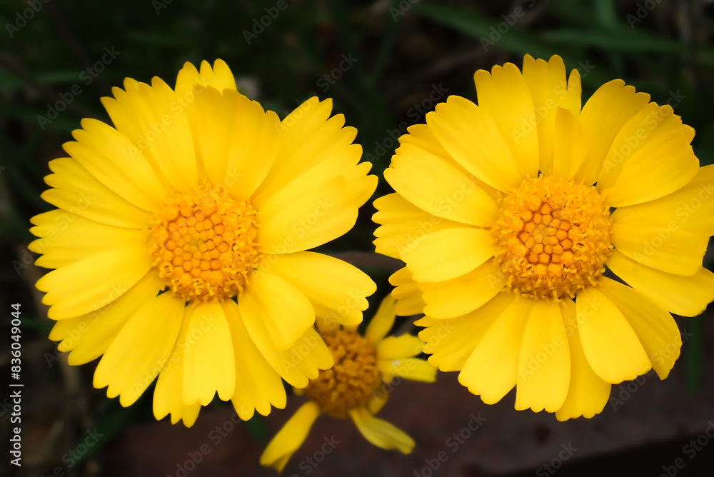 Obraz premium yellow flower in the sunlight