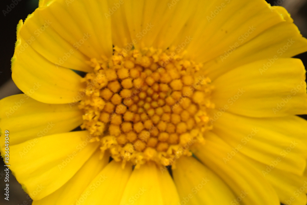 Yellow flower close up Yellow flower close up