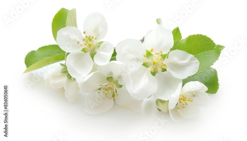Beauty in Bloom: Apple Blossom on a White Canvas --ar 7:4