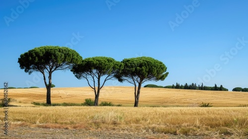 Trees of considerable size against a backdrop of a clear blue sky