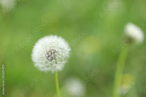 Beautiful white dandelion flower in green grass outdoors, closeup