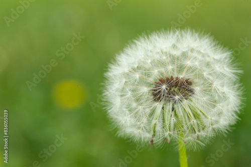 Beautiful white dandelion flower in green grass outdoors  closeup