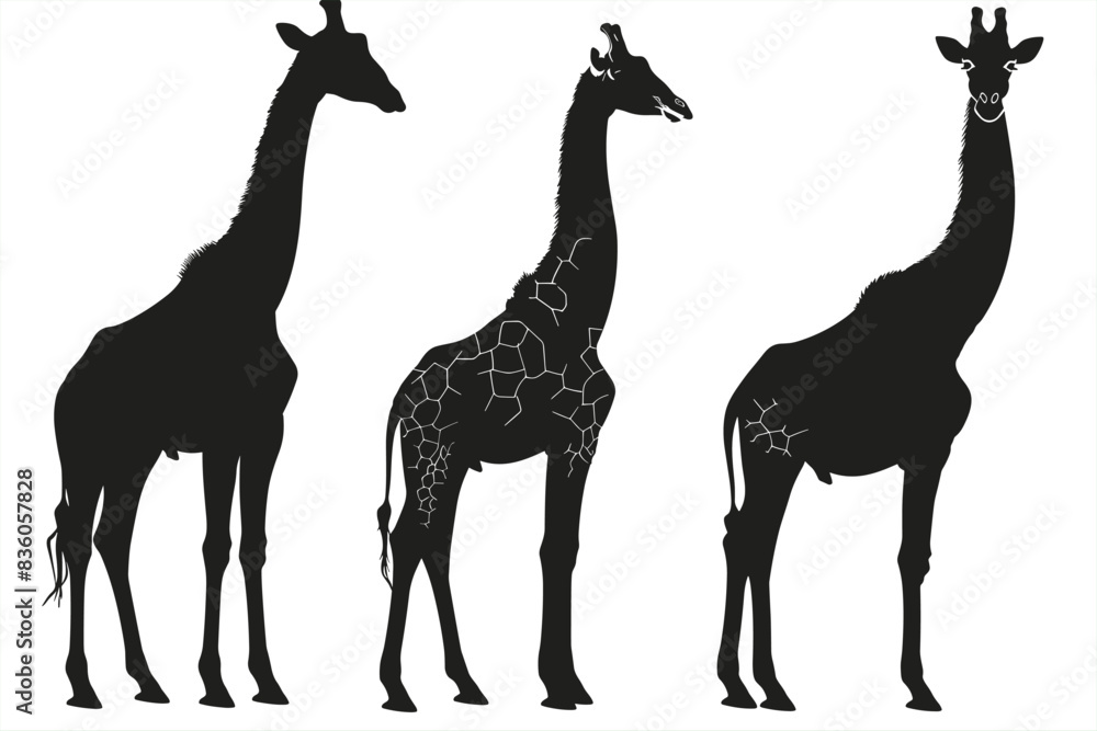 Set of vector silhouettes of giraffes. set of vector silhouettes of giraffes, on a white background. Giraffe Silhouette Collection. Graphical set of giraffes isolated on white background. Set of vector silhouettes of giraffes. set of vector silhouettes of giraffes, on a white background. Giraffe Silhouette Collection. Graphical set of giraffes isolated on white background.