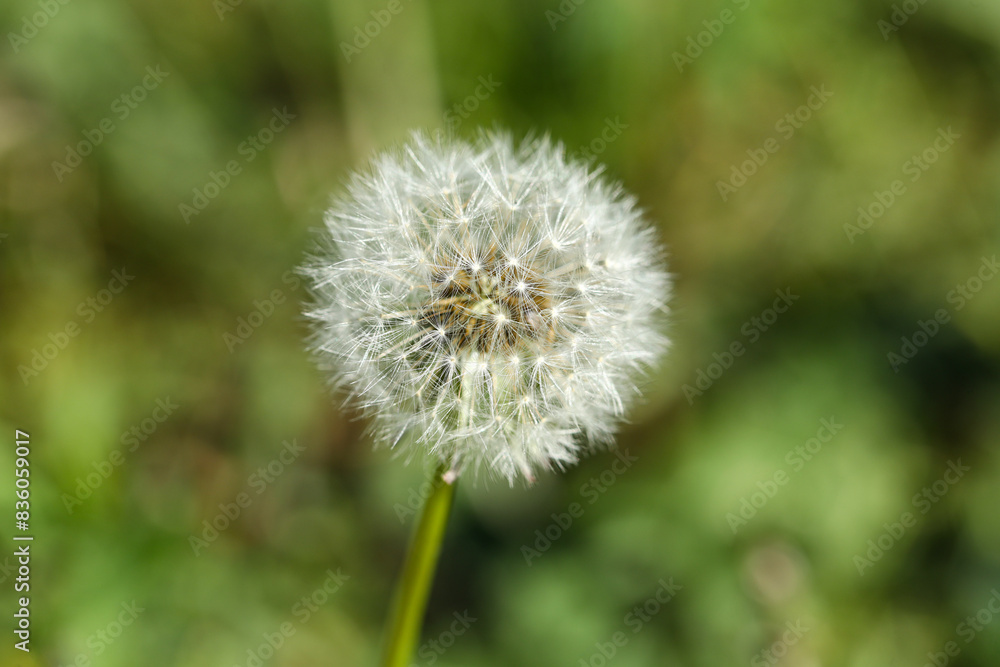 Dandelion flower in green grass outdoors, closeup Dandelion flower in green grass outdoors, closeup