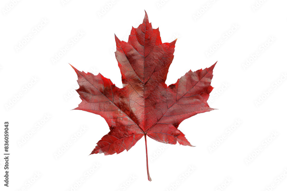 Fototapeta premium Red maple leaf isolated on transparent background