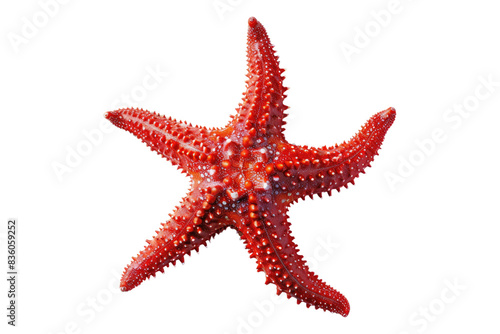 Red starfish isolated on transparent background