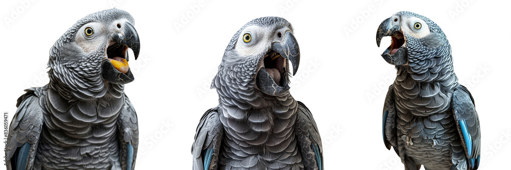 Fototapeta premium Close-up of three African Grey Parrots with vibrant eyes and open beaks