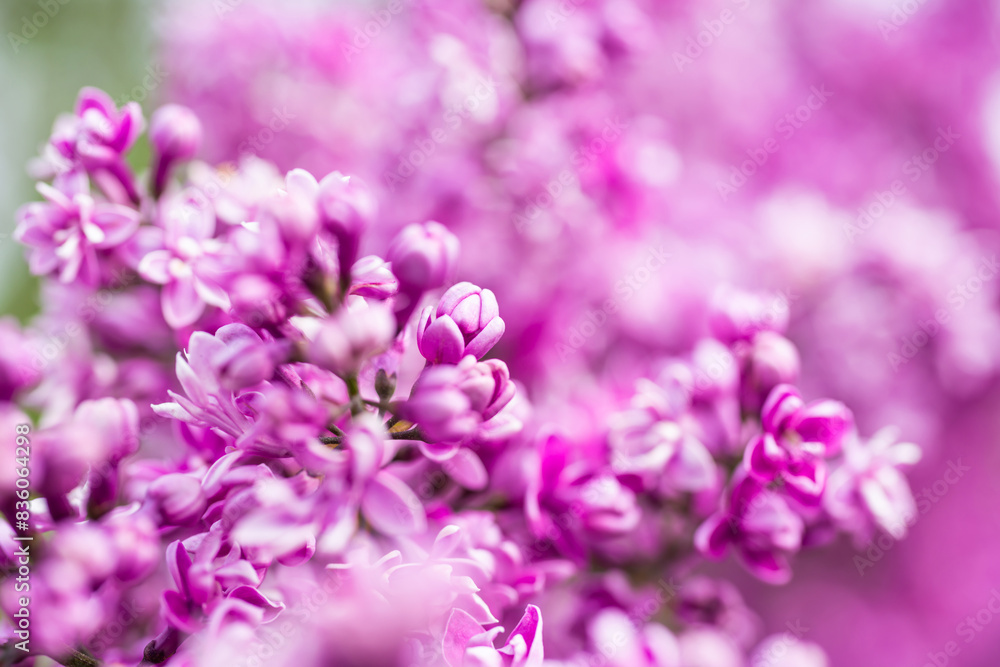 Purple lilac flowers macro background, flower background Purple lilac flowers macro background, flower background