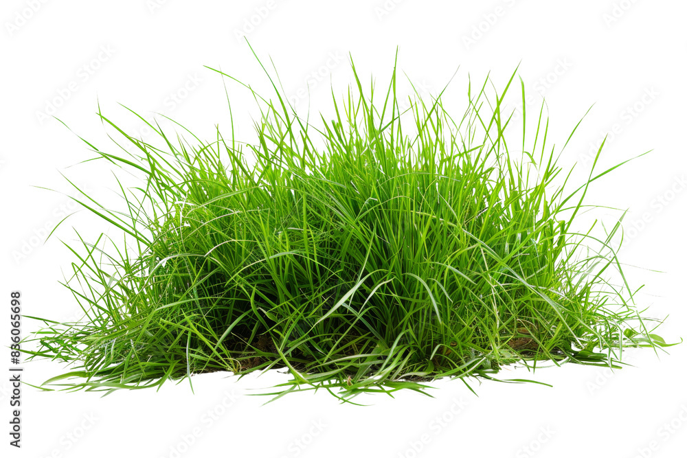 Fresh, vibrant green grass isolated on a transparent background. Perfect for gardening, nature, and landscaping themes in stock photos. Fresh, vibrant green grass isolated on a transparent background. Perfect for gardening, nature, and landscaping themes in stock photos.