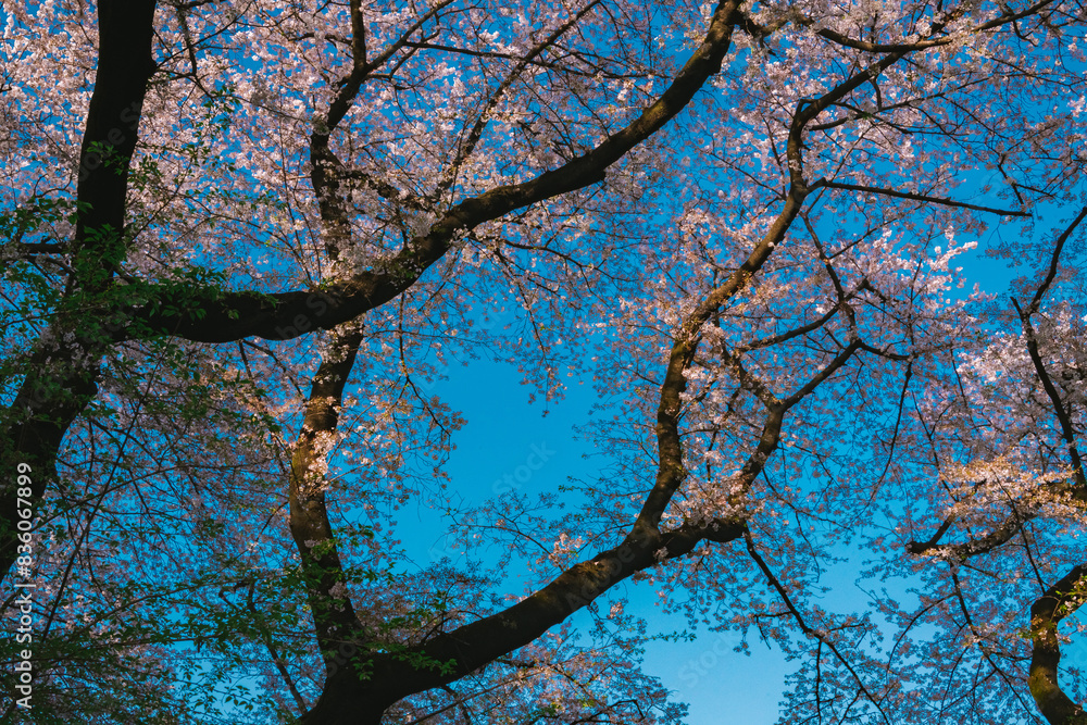 Fototapeta premium branches against blue sky