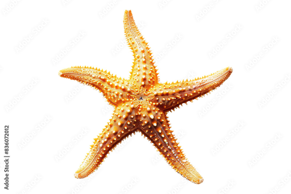 Starfish isolated on transparent background Starfish isolated on transparent background