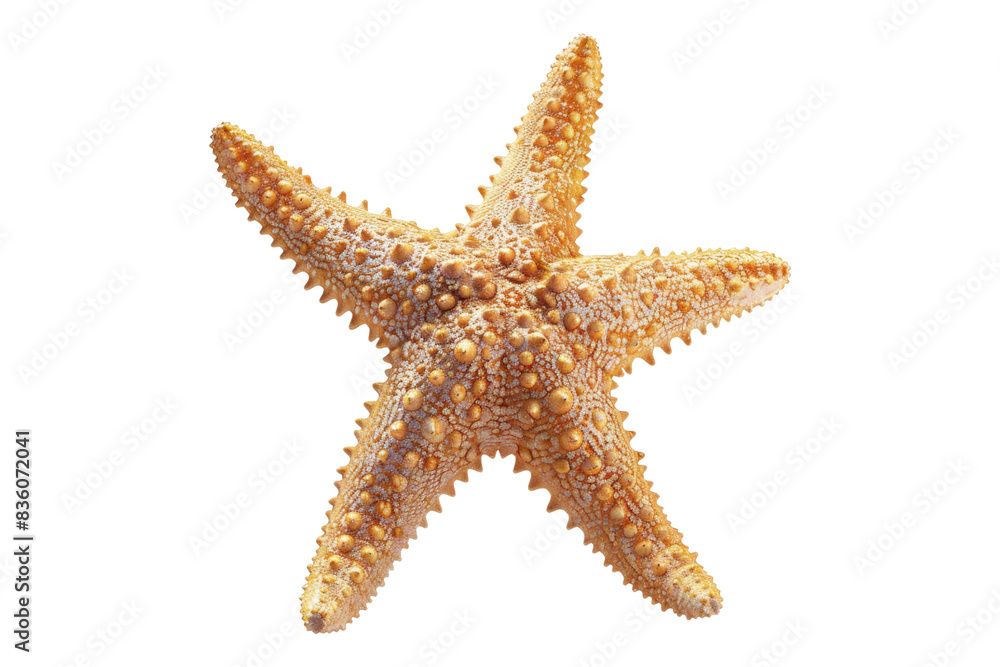 Starfish isolated on transparent background Starfish isolated on transparent background