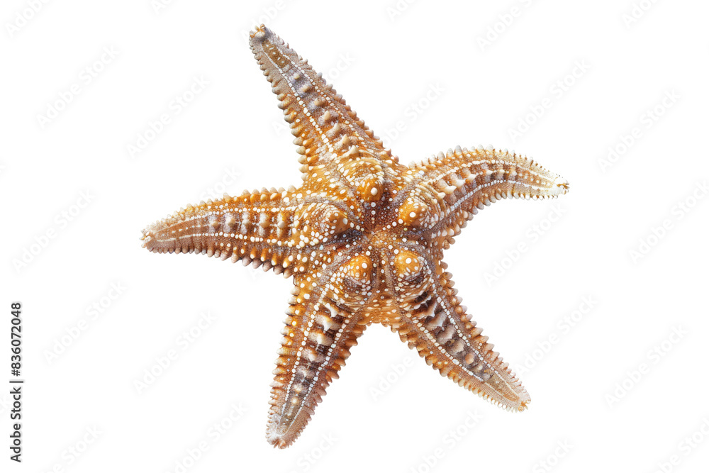 Starfish isolated on transparent background Starfish isolated on transparent background