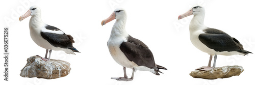 Three albatrosses perched on rocks in a minimalist, natural setting. Predominantly white and black colors.
