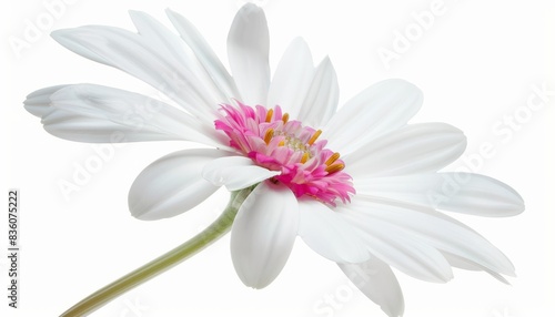 Pristine Marguerite: White Daisy with a Touch of Pink on a White Background