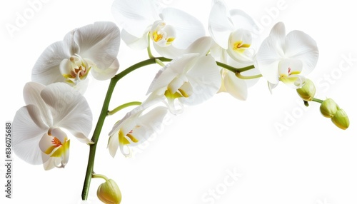 Stunning Solo: A Beautiful White Orchid Flower on White Background