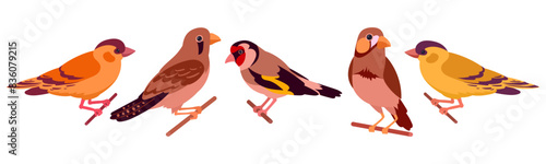 Domestic birds. Decorative birds, canary, finch and goldfinch isolated flat vector illustration set. Cartoon cute birds collection