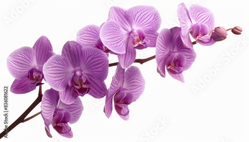 Purple Orchid Blossom: A Closeup on a White Background © Paulius