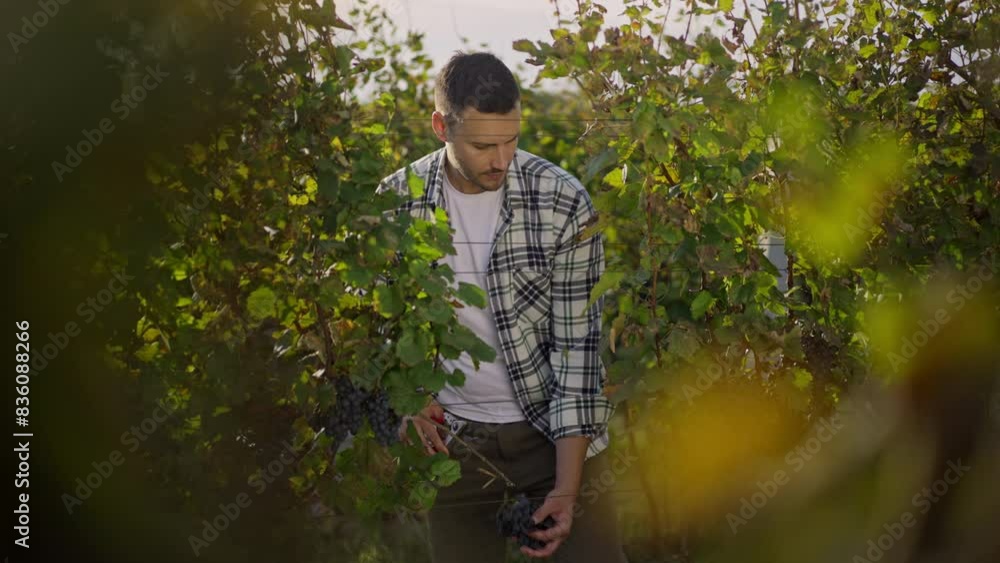 Male farmer picks bunches of fresh grown green grapes from vineyard in slow-motion Male farmer picks bunches of fresh grown green grapes from vineyard in slow-motion