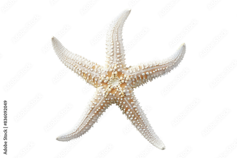 White starfish isolated on transparent background White starfish isolated on transparent background