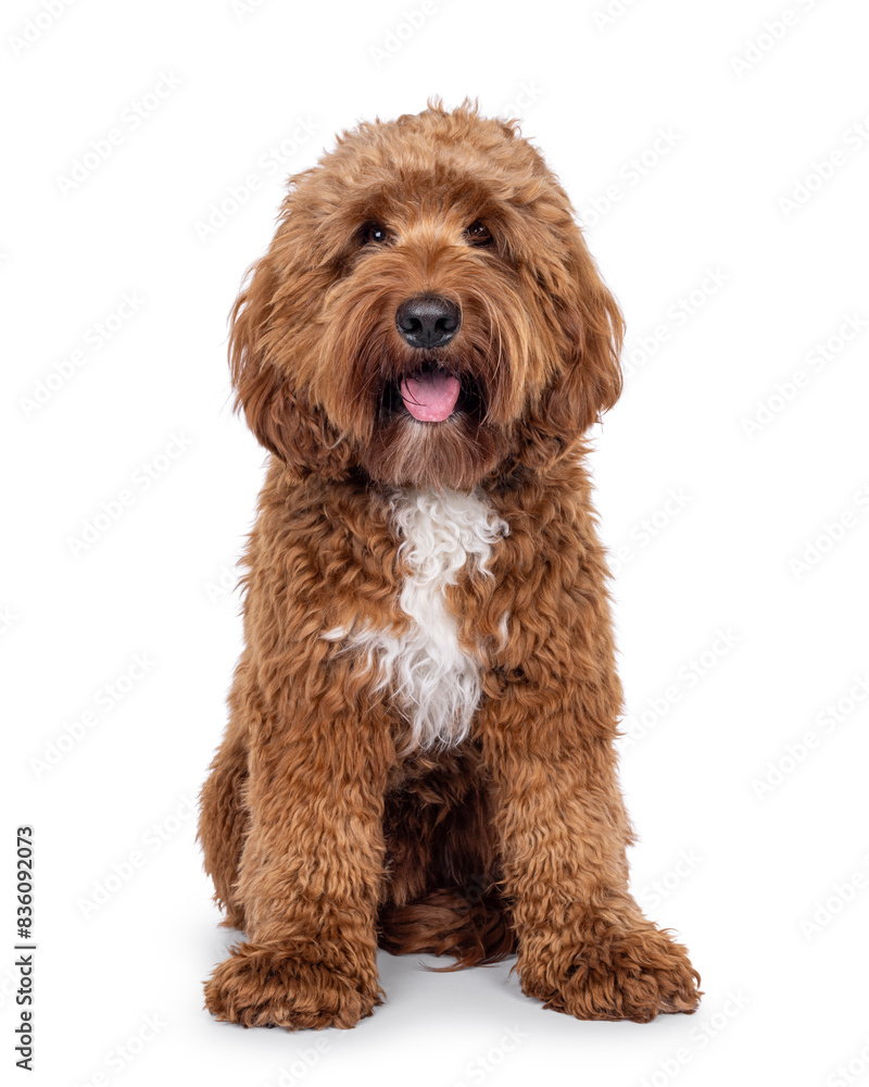 Happy young male Cobberdog aka Labradoodle, sitting up facing front. Looking straight to camera with tongue out. Isolated on a white background. Happy young male Cobberdog aka Labradoodle, sitting up facing front. Looking straight to camera with tongue out. Isolated on a white background.