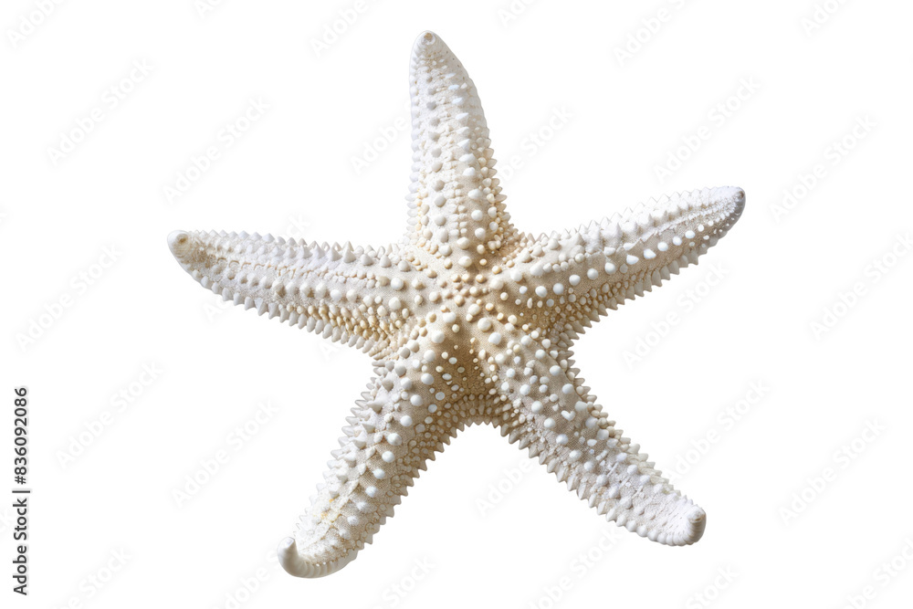 White starfish isolated on transparent background White starfish isolated on transparent background