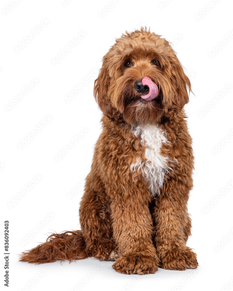 Happy young male Cobberdog aka Labradoodle, sitting up facing front. Looking straight to camera licking nose with tongue. Isolated on a white background. Happy young male Cobberdog aka Labradoodle, sitting up facing front. Looking straight to camera licking nose with tongue. Isolated on a white background.