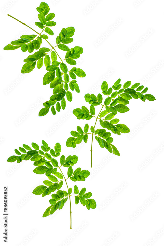green tree isolated on white background,Moringa nutritional plant set of leaves isolated on white png green tree isolated on white background,Moringa nutritional plant set of leaves isolated on white png
