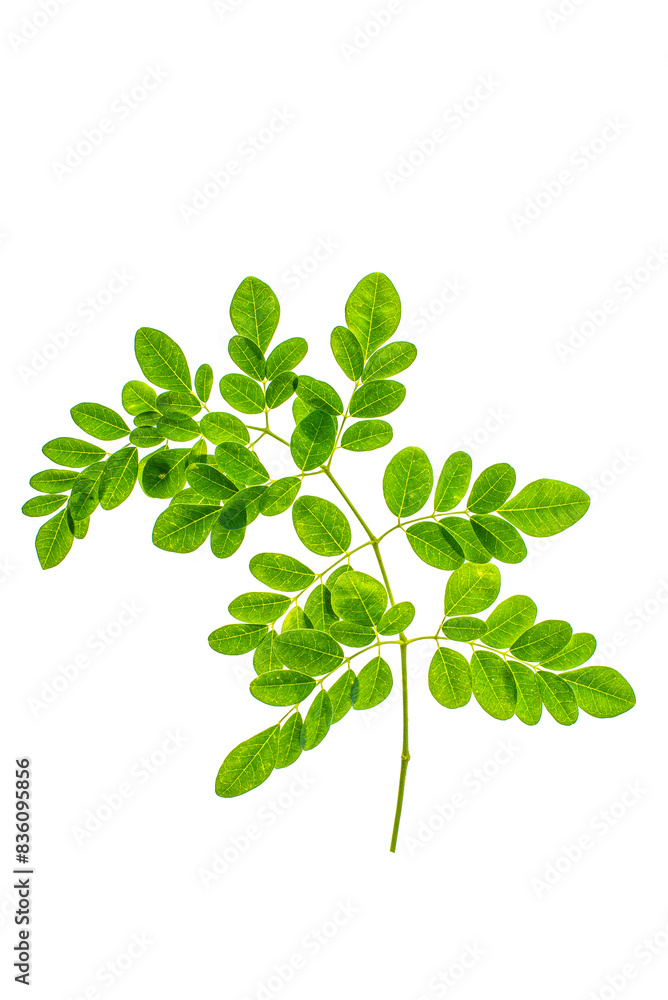 four leaf Moringa nutritional plant set of leaves isolated on white png four leaf Moringa nutritional plant set of leaves isolated on white png