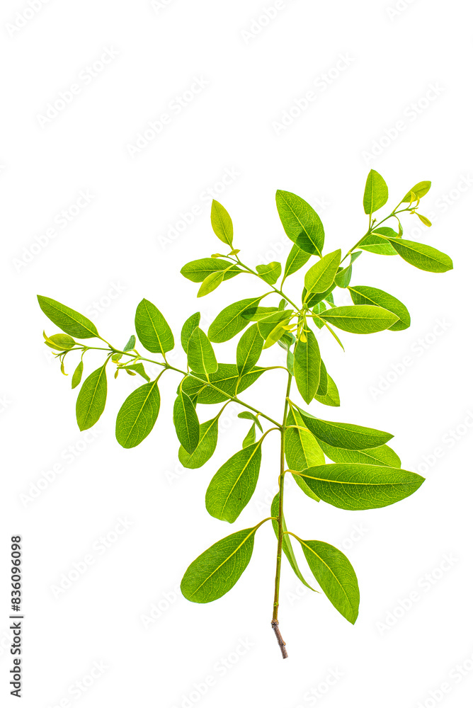 green leaf isolated on white background png, green leaves isolated green leaf isolated on white background png, green leaves isolated