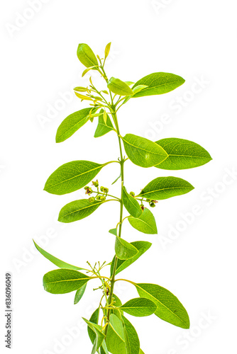 green leaf isolated on white background png, green leaves isolated 
