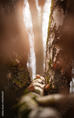 Kreatives Birkenwald Bild