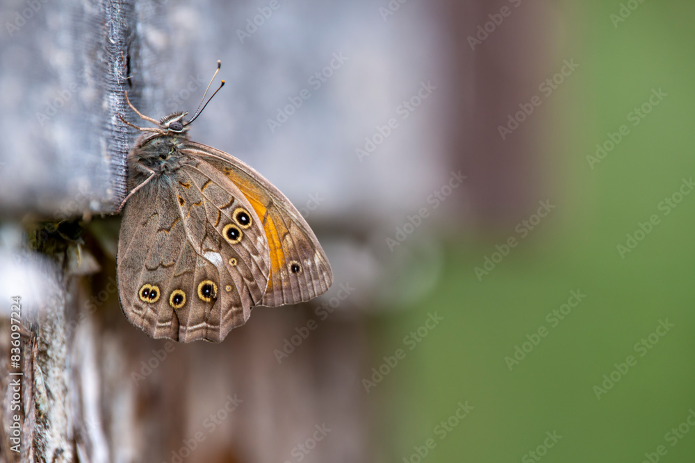 Fototapeta premium Lattice brown butterfly isolated on nature background. Living organism. Orange and brown butterflies. Kirinia roxelana.