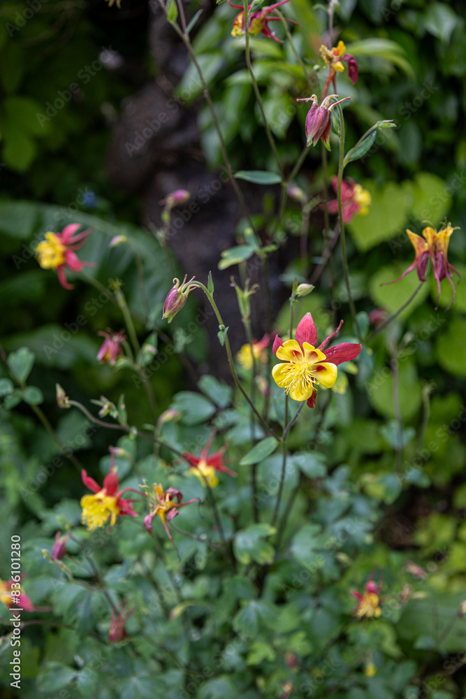 Colourful flowers in an English country garden in May Colourful flowers in an English country garden in May