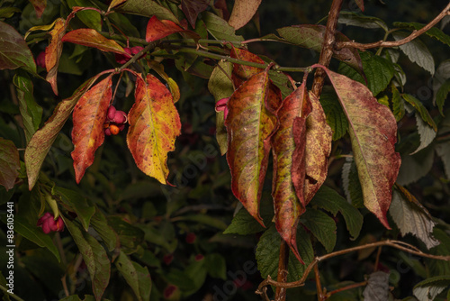 Trzmielina pospolita (Euonymus europaeus, European spindle) photo