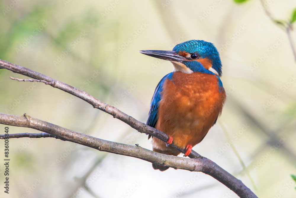 Male Common Kingfisher (Alcedo atthis) on branch, the Netherlands Male Common Kingfisher (Alcedo atthis) on branch, the Netherlands