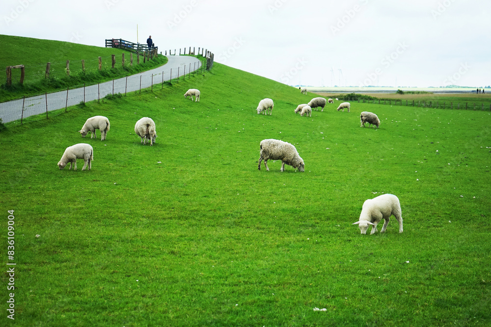 Obraz premium White sheep on a green meadow in gloomy weather